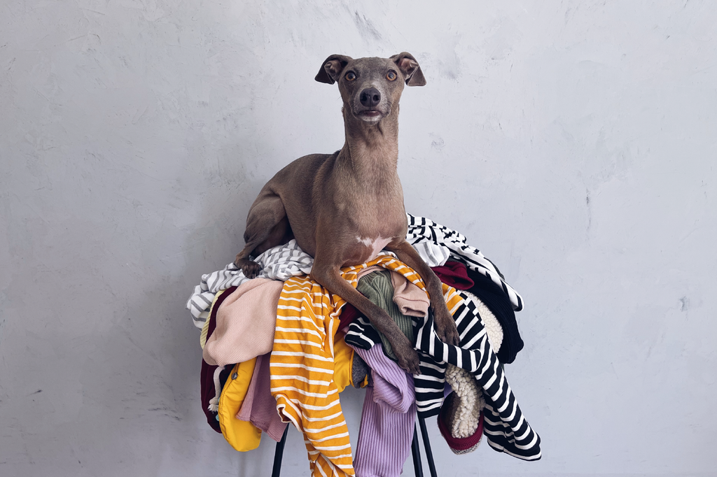 Clothing top for greyhounds